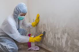 Best Black Mold Removal  in Odessa, MO